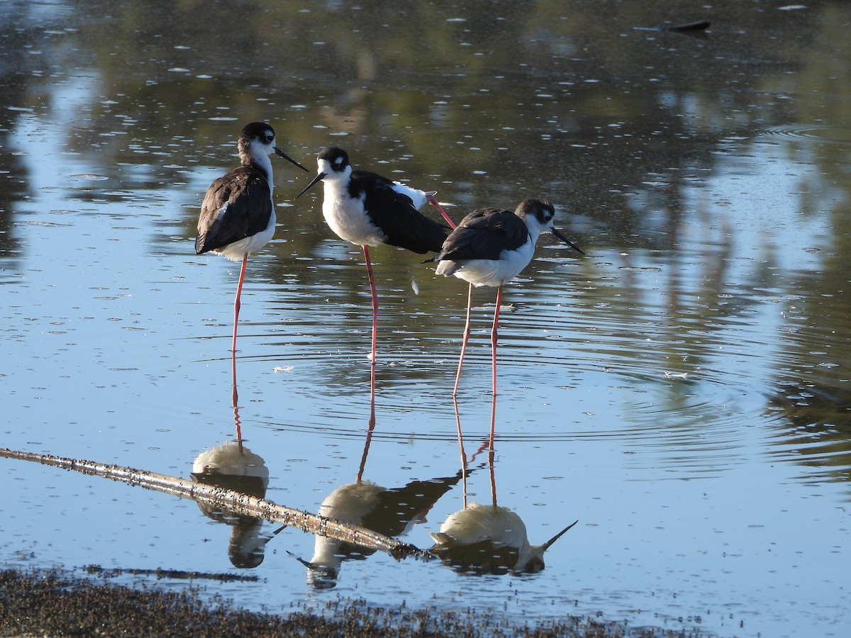 Échasse d'Amérique - ML643642821