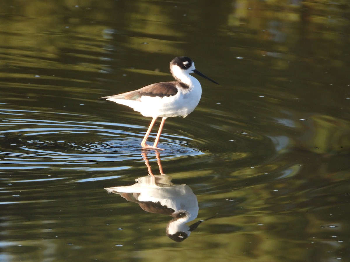 Échasse d'Amérique - ML643642822