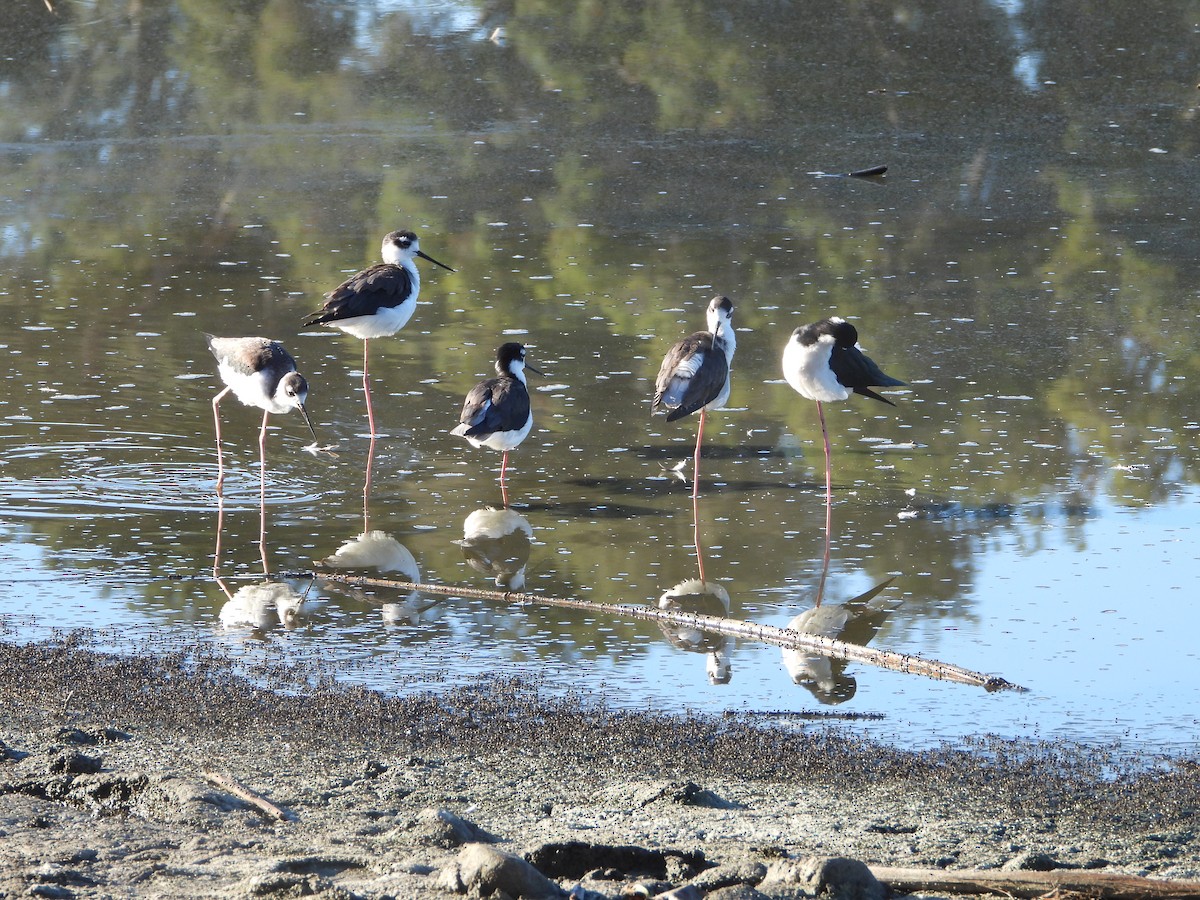 Échasse d'Amérique - ML643642824