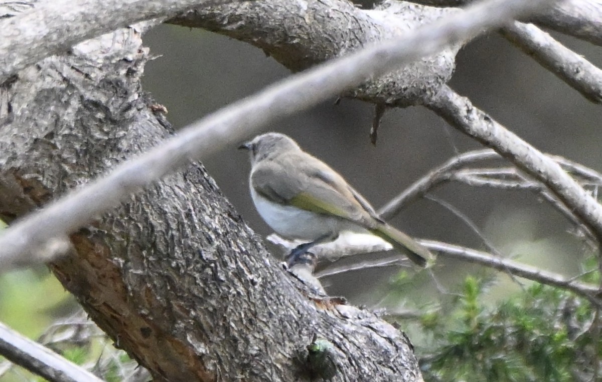 Brown Honeyeater - ML643642826