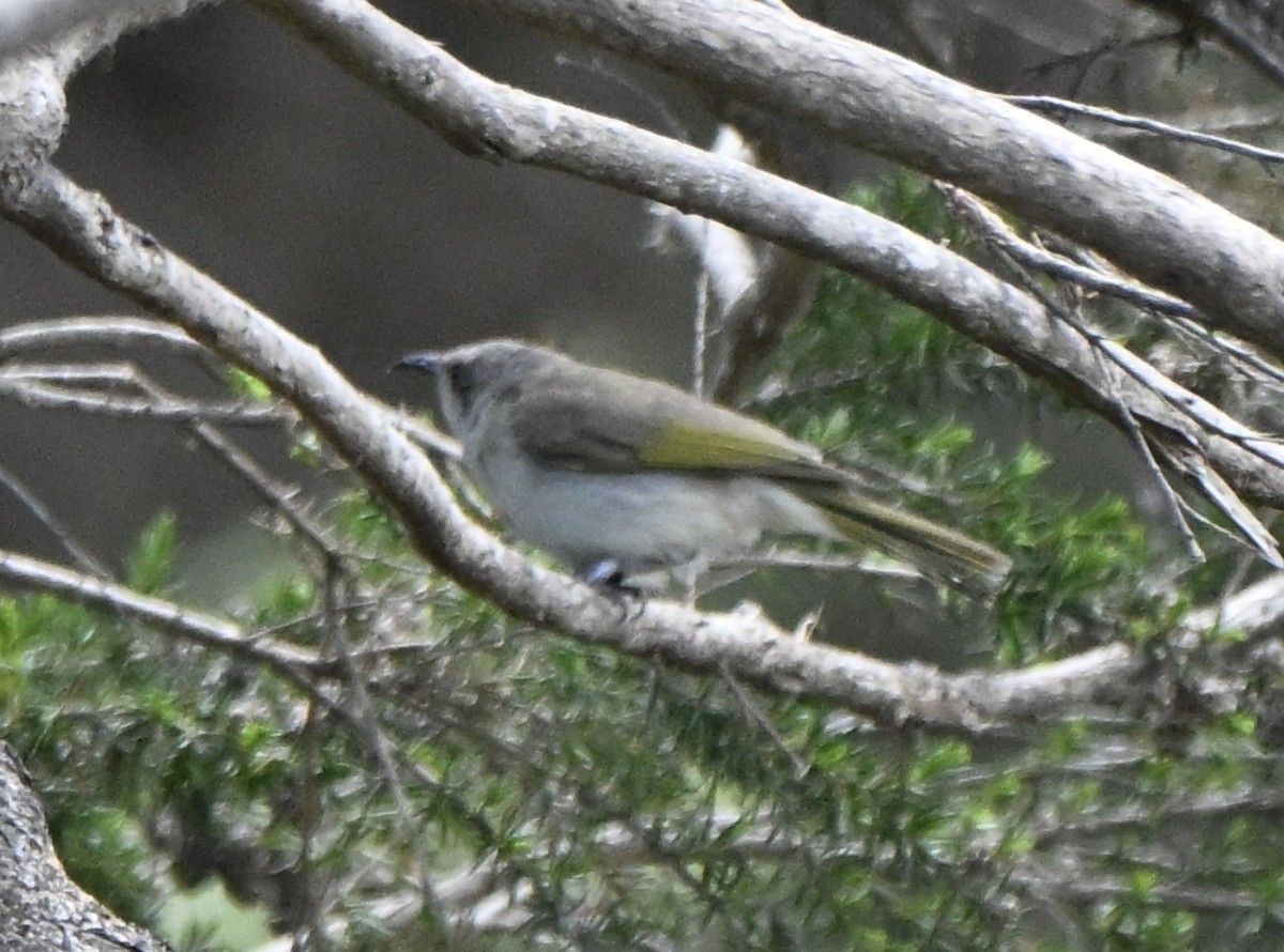 Brown Honeyeater - ML643642829