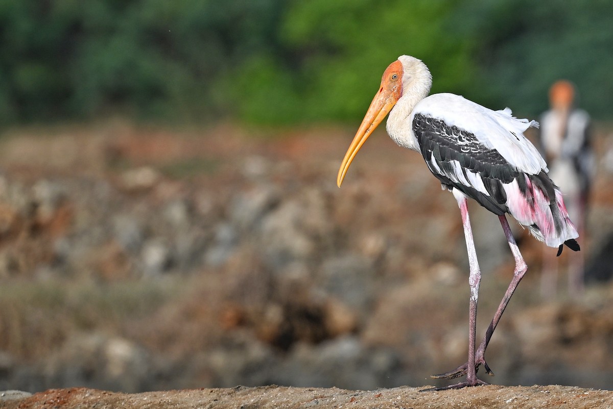 Painted Stork - ML643642830