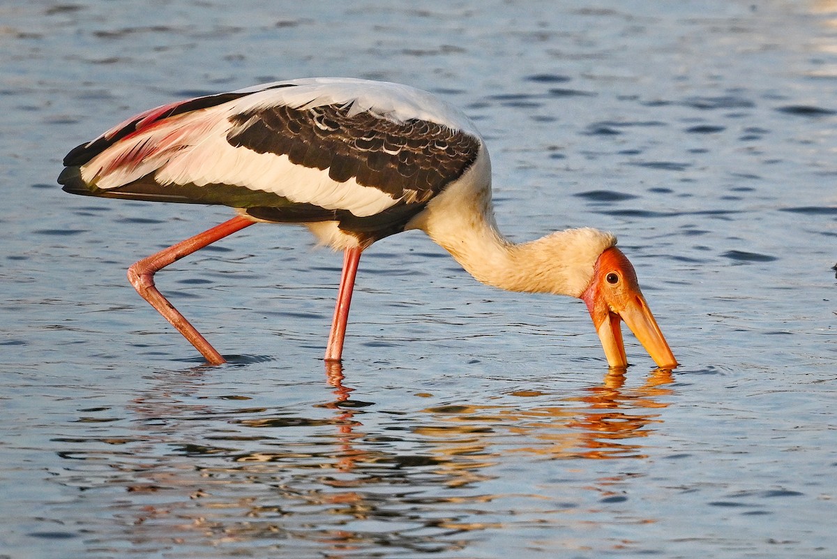 Painted Stork - ML643642831