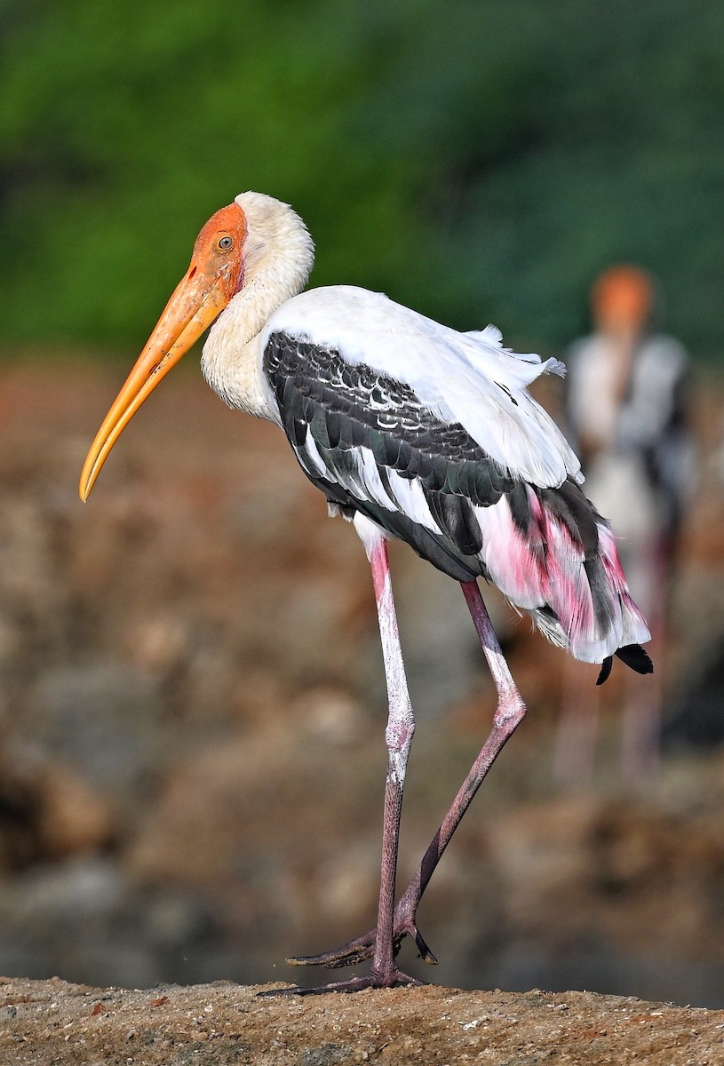 Painted Stork - ML643642832