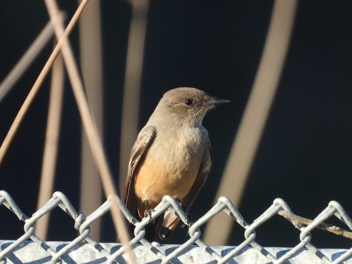 Moucherolle à ventre roux - ML643642835