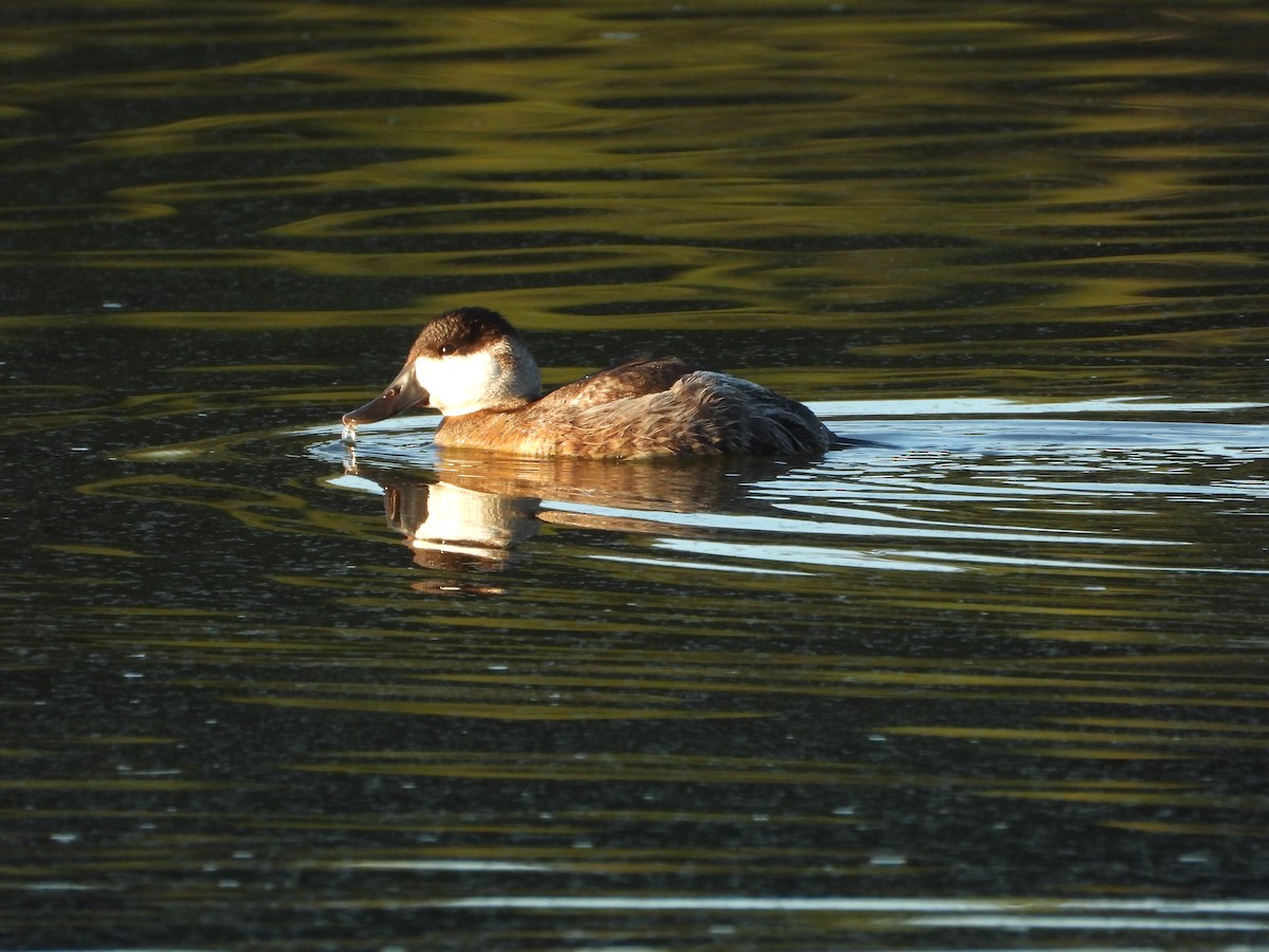 Érismature rousse - ML643642847