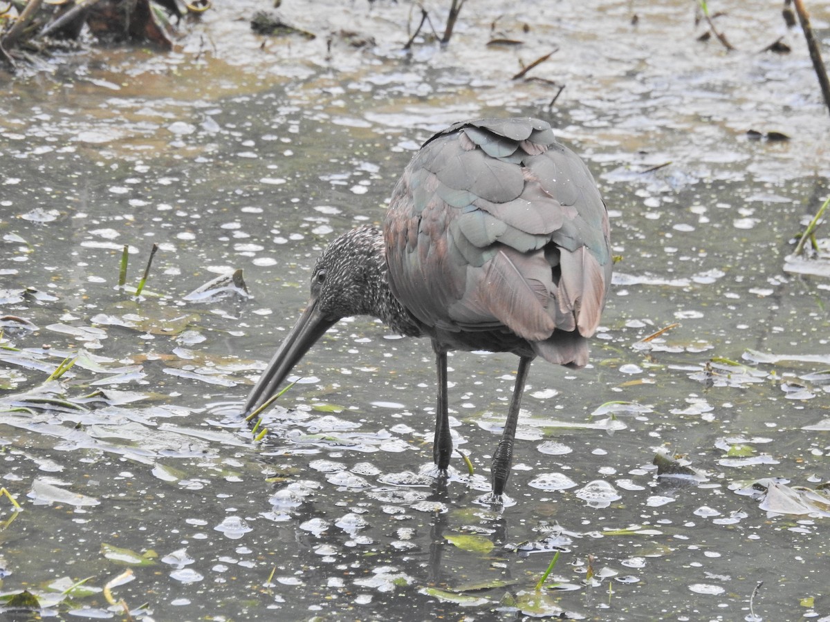 ブロンズトキ - ML643642851