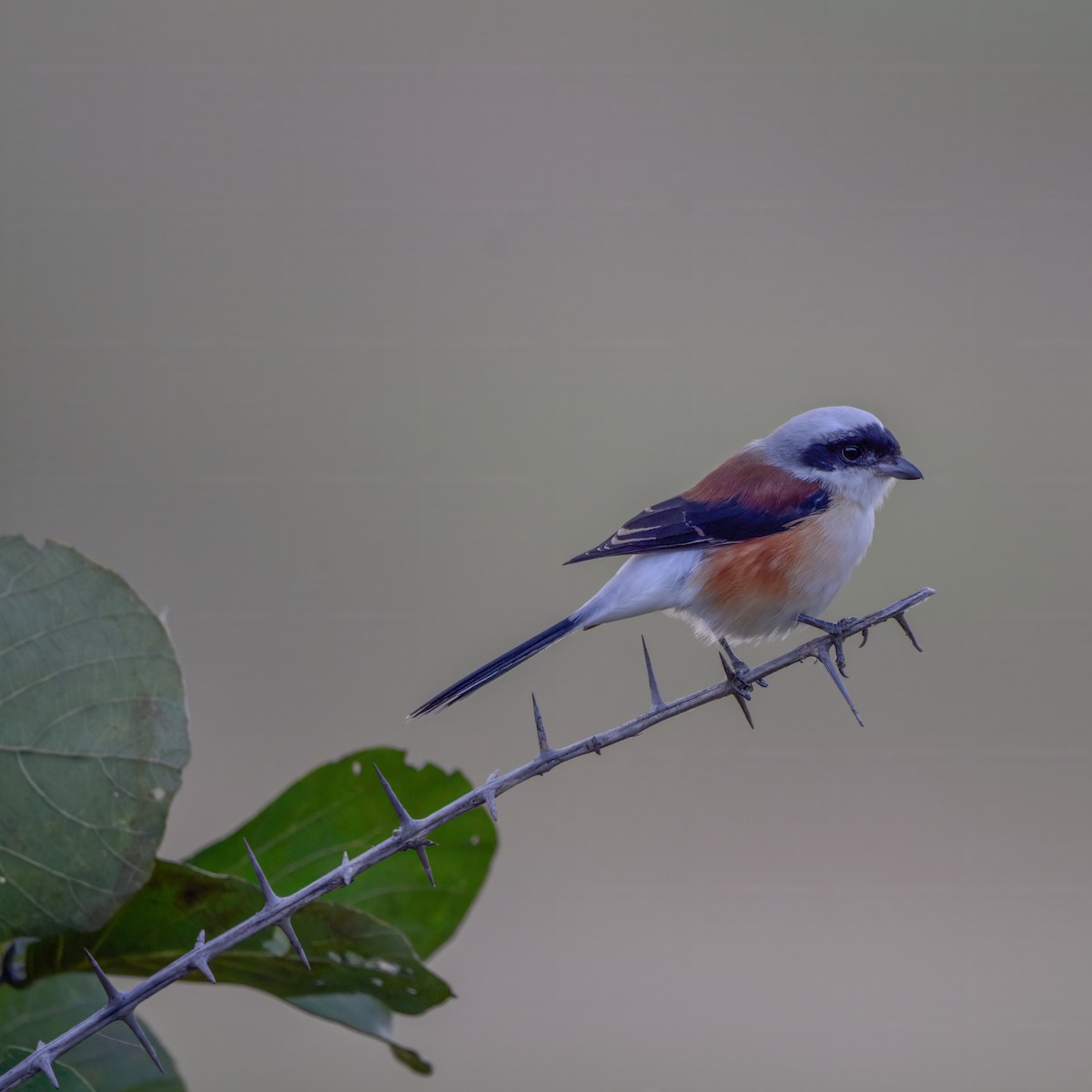 Bay-backed Shrike - ML643642852