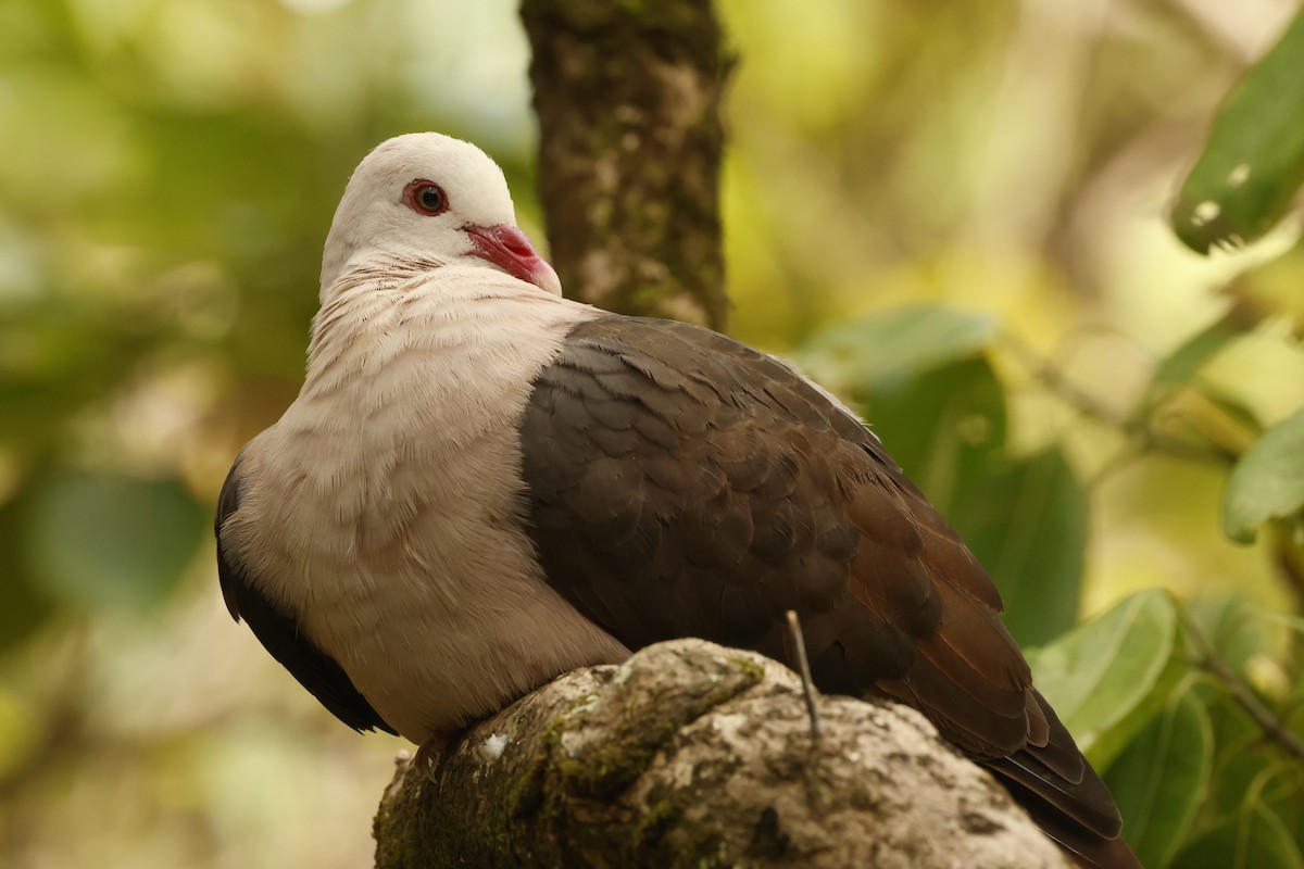 Pink Pigeon - ML643642873