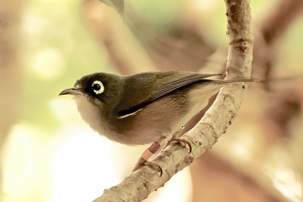 Mauritius White-eye - ML643642878