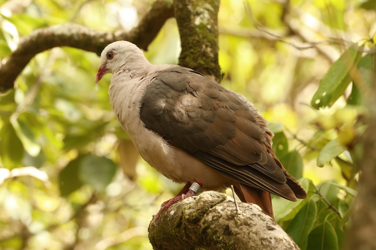 Pink Pigeon - ML643642888