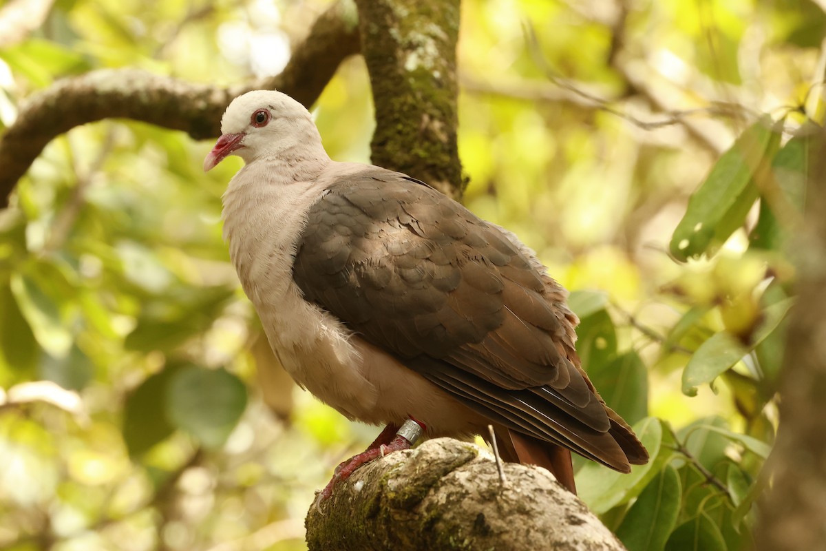 Pink Pigeon - ML643642893