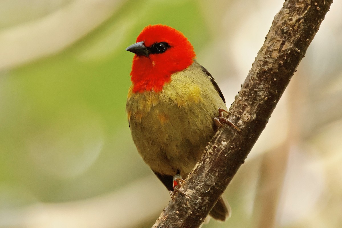 Mauritius Fody - ML643642898