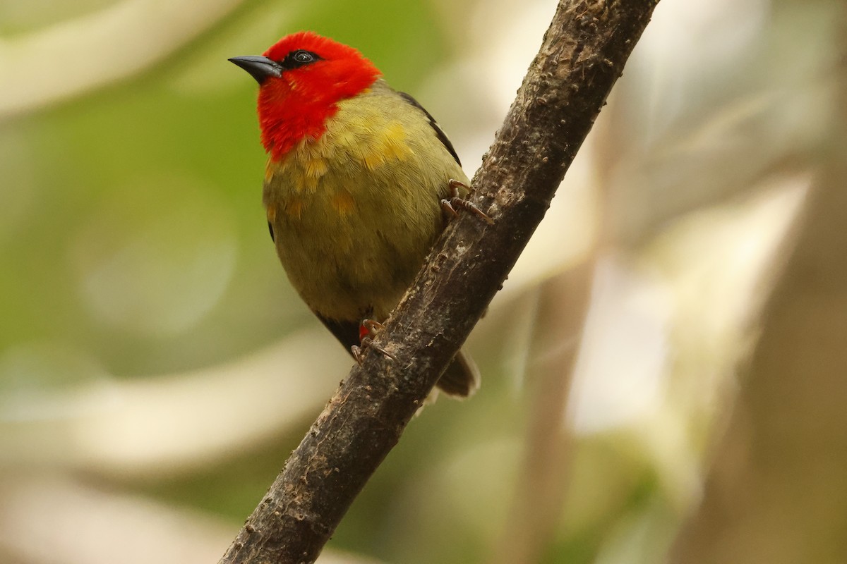 Mauritius Fody - ML643642904