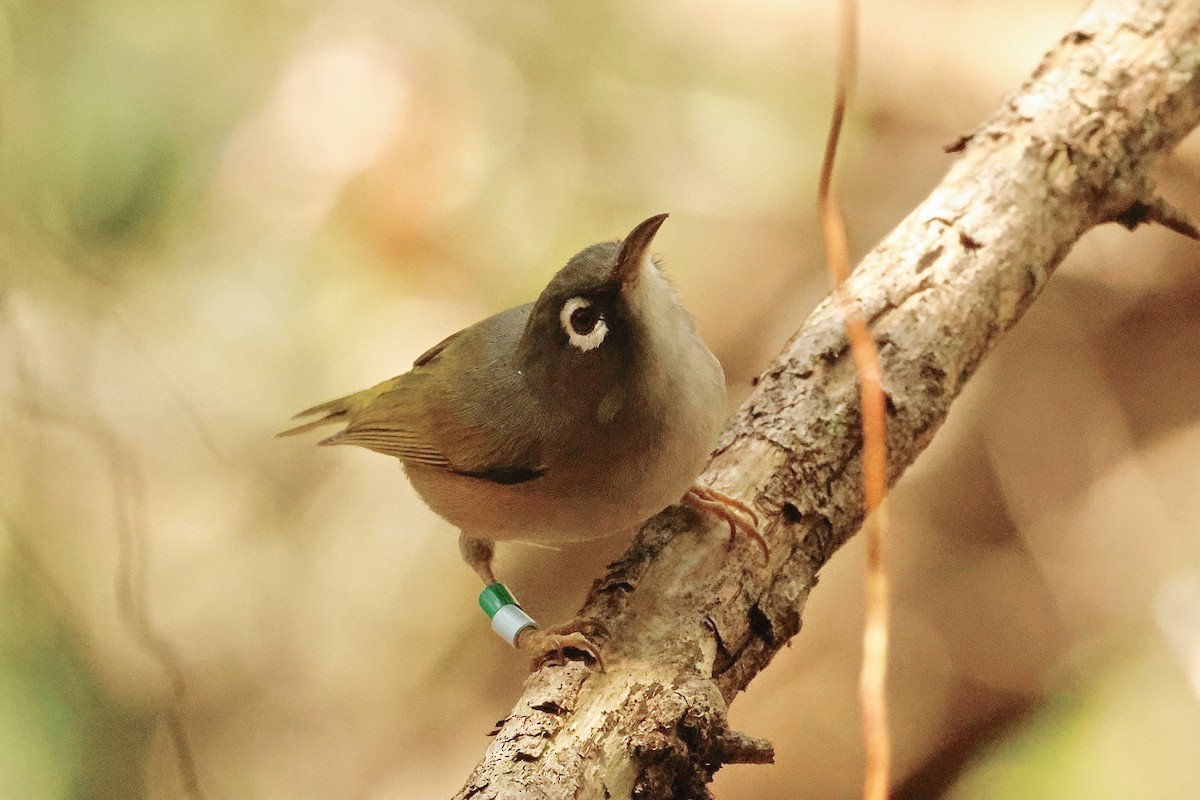 Mauritius White-eye - ML643642909