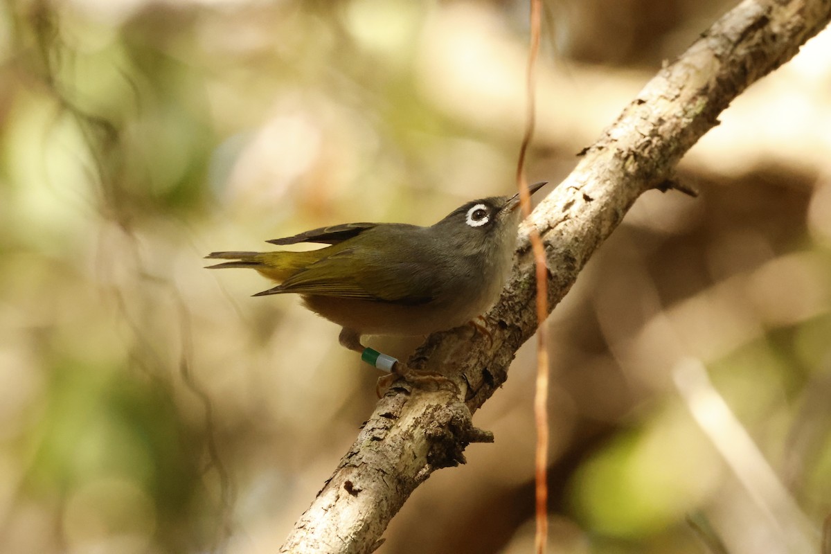 Mauritius White-eye - ML643642910