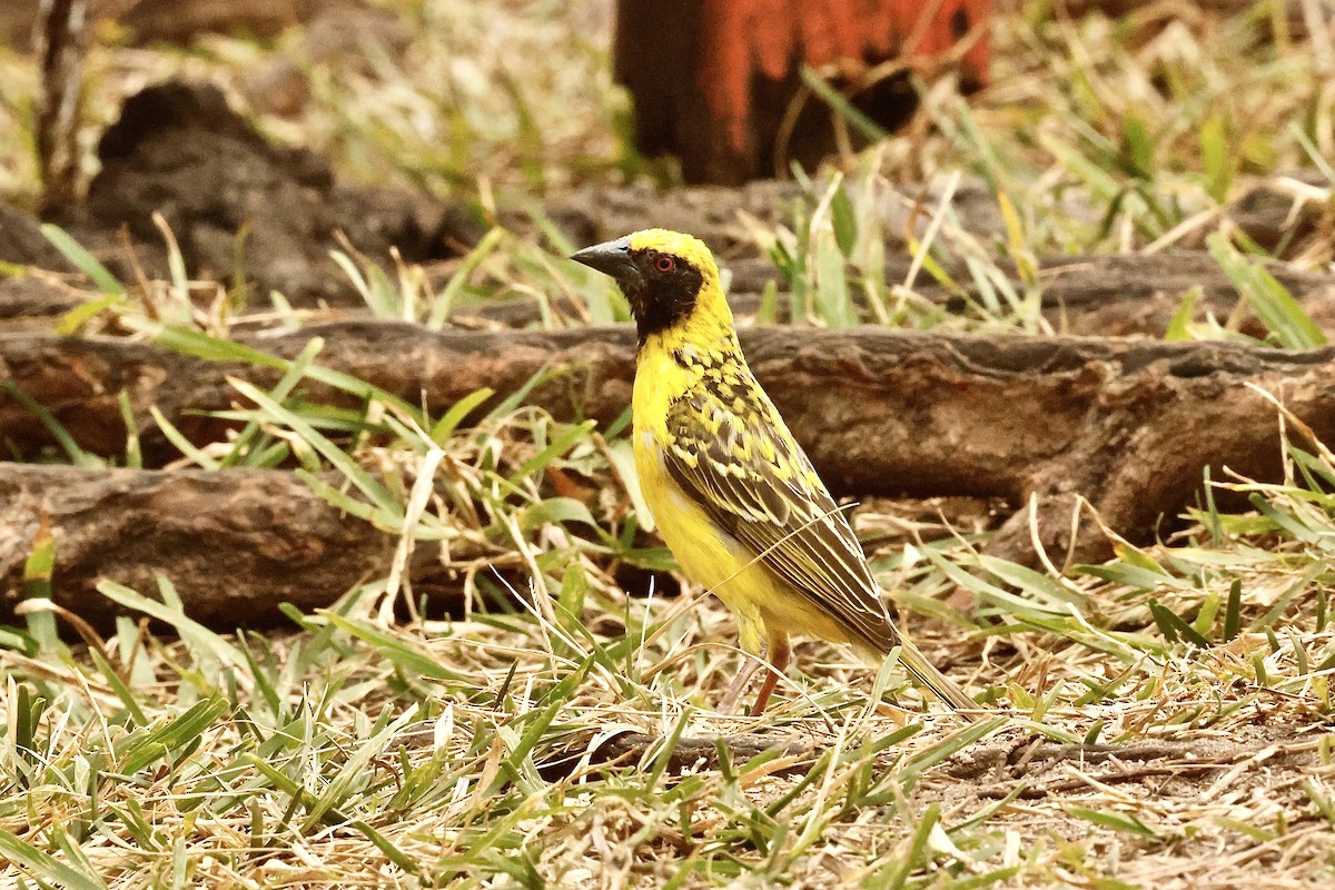 Village Weaver - ML643642921