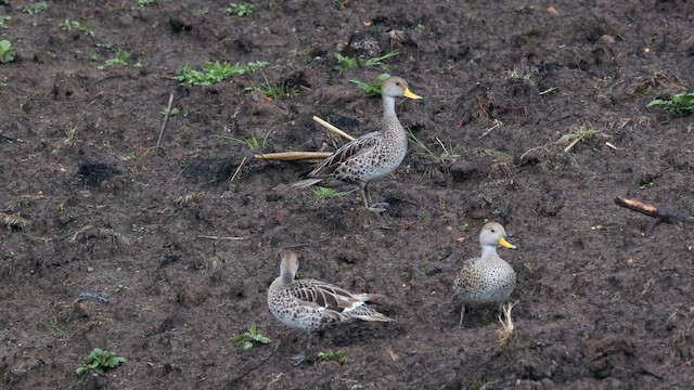 Yellow-billed Pintail - ML643642924