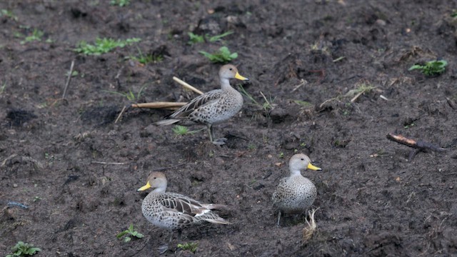 Yellow-billed Pintail - ML643642947