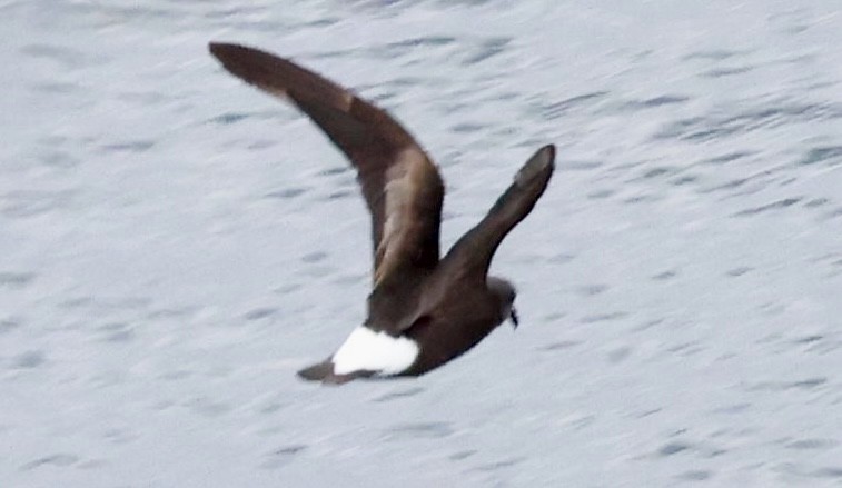 Wedge-rumped Storm-Petrel - ML643642949