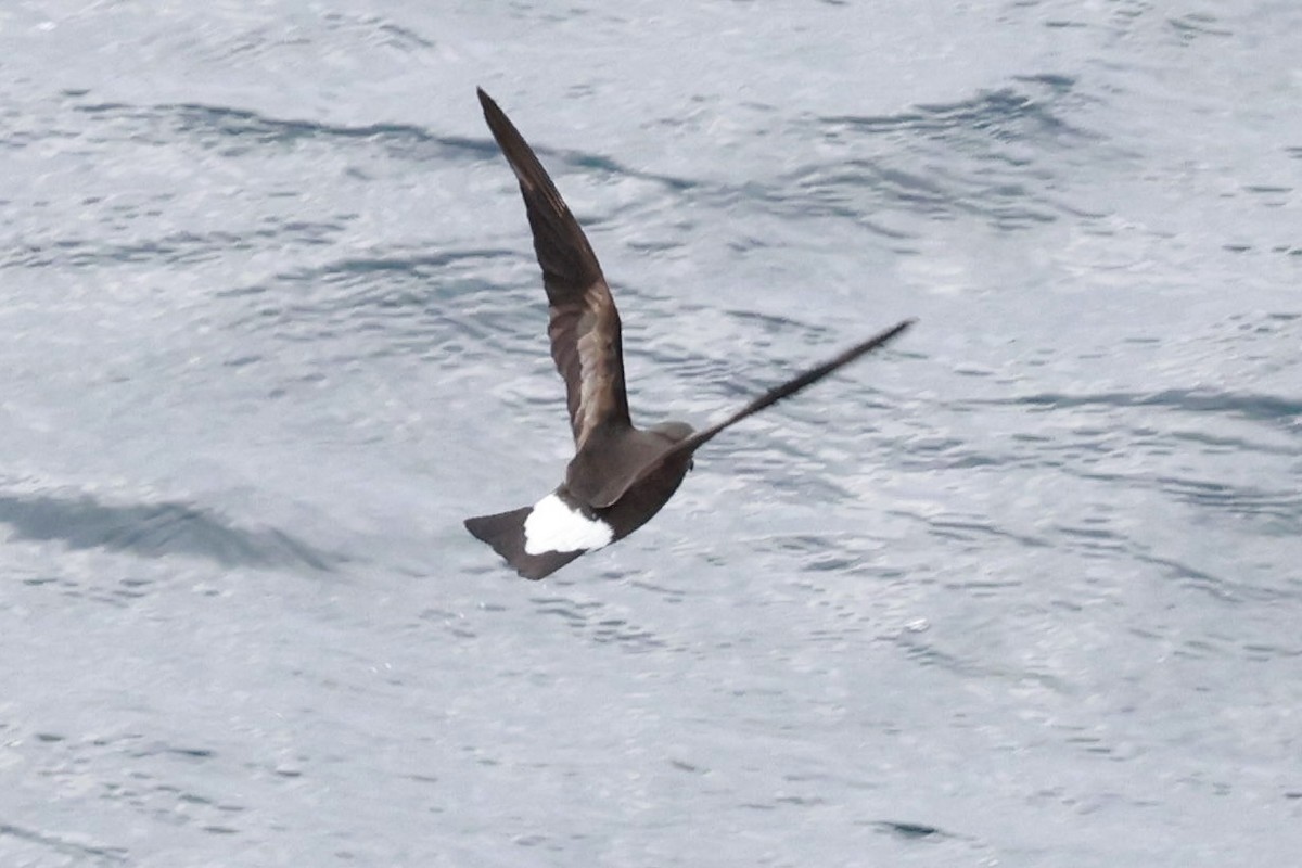 Wedge-rumped Storm-Petrel - ML643642950