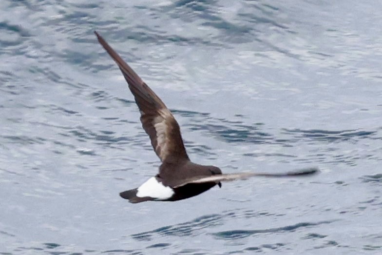 Wedge-rumped Storm-Petrel - ML643642951