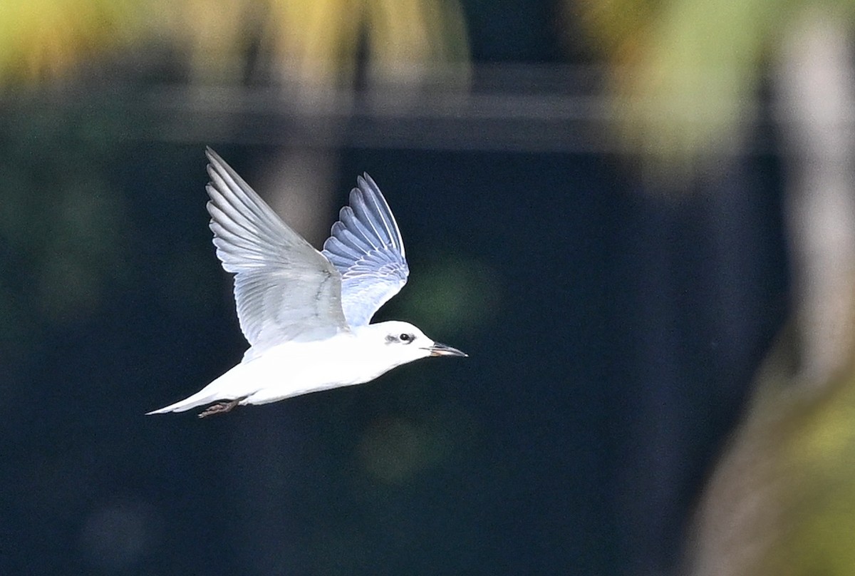 Gull-billed Tern - ML643642986