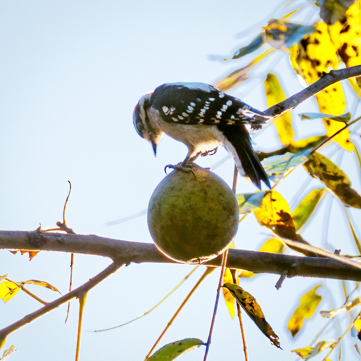 Downy Woodpecker - ML643642991