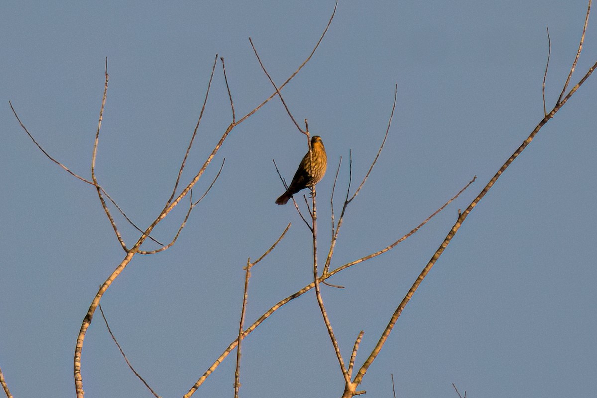 Red-winged Blackbird - ML643642996
