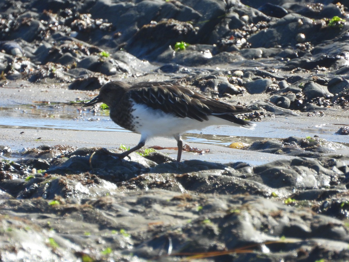 Black Turnstone - Lynn Scarlett