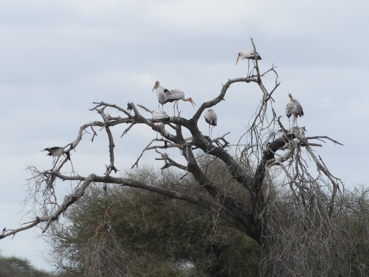 Yellow-billed Stork - ML643643026
