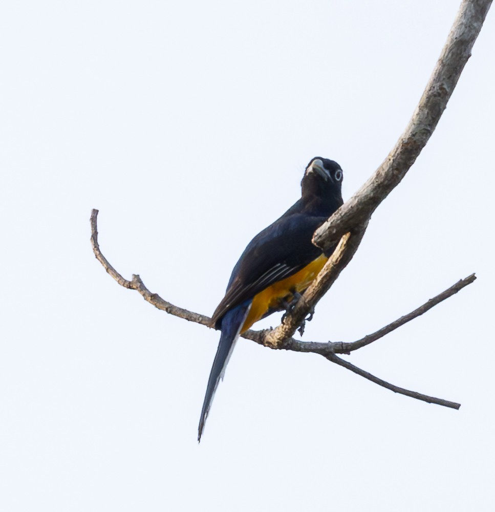 Green-backed Trogon - ML643643029