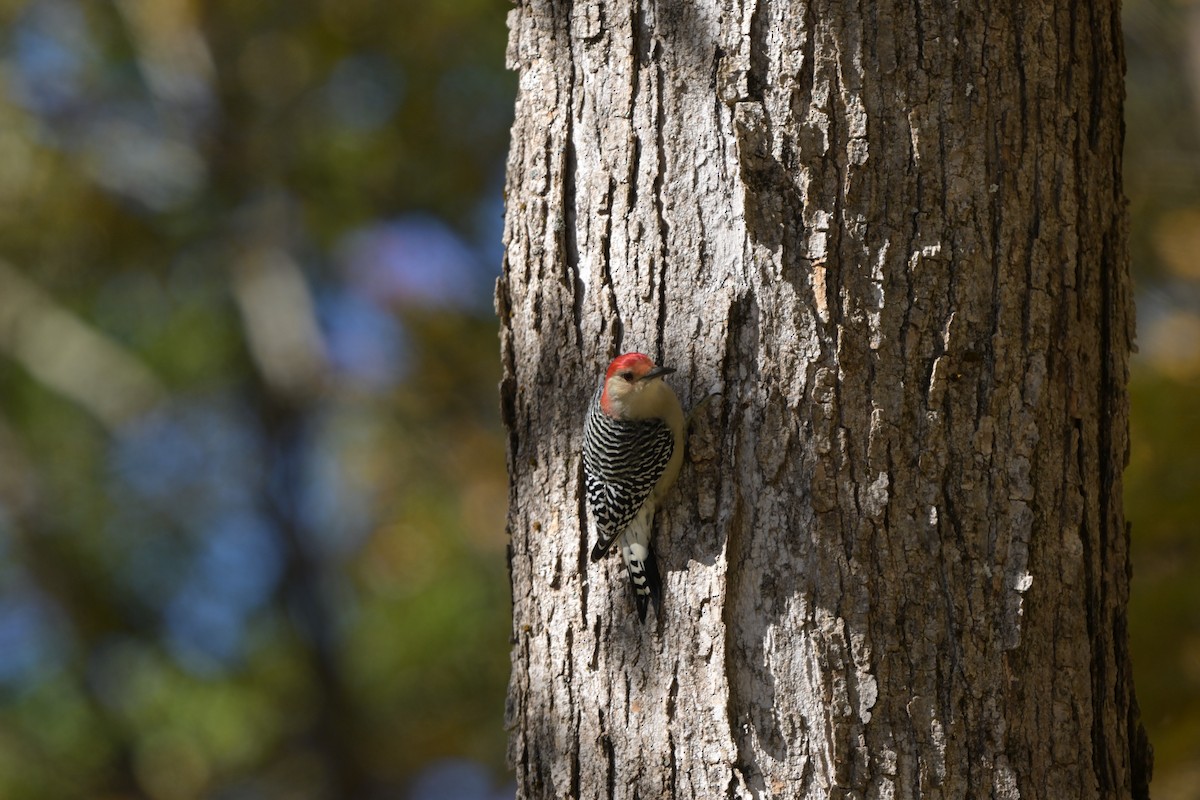 Red-bellied Woodpecker - ML643643038