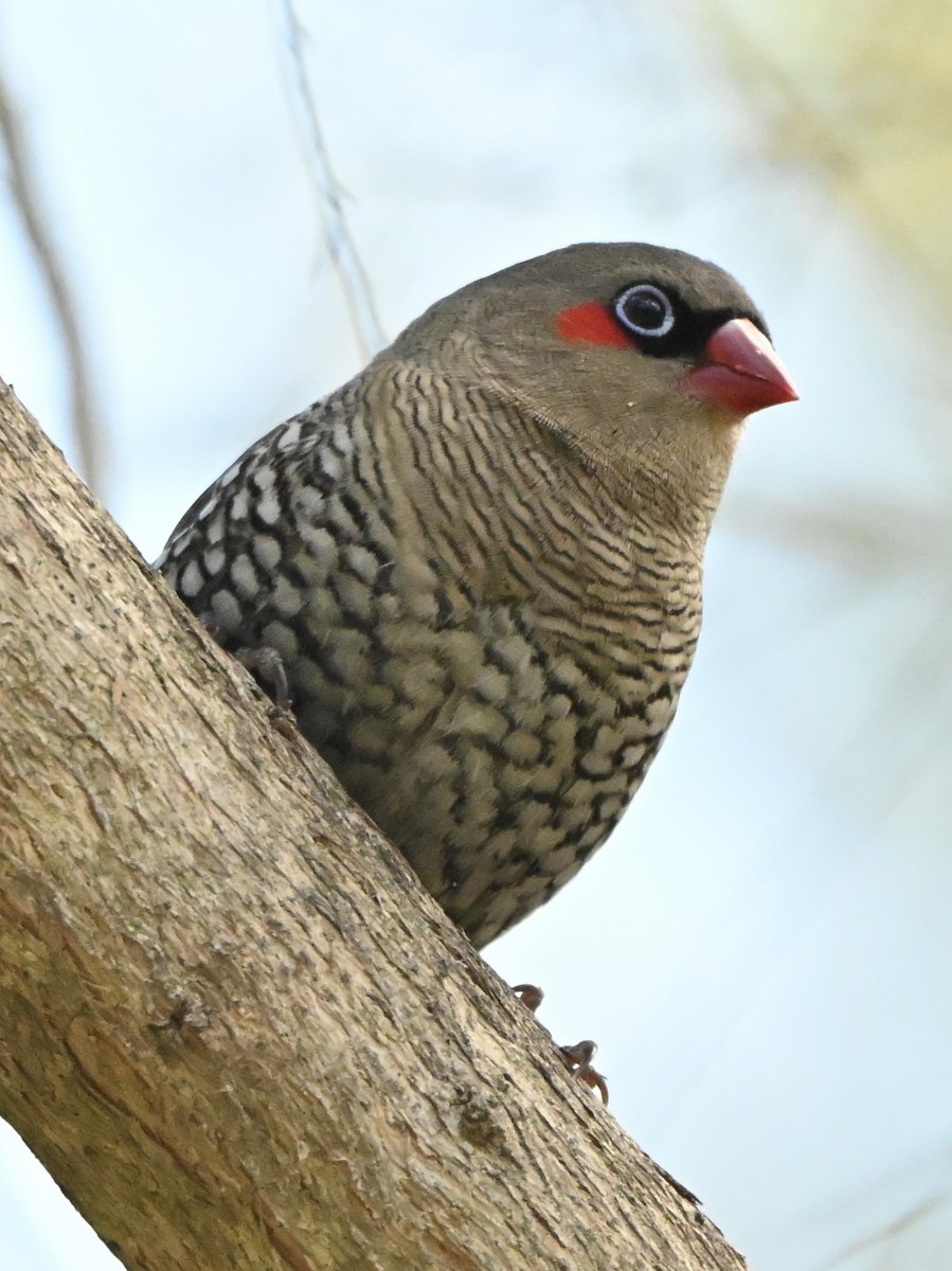 Red-eared Firetail - ML643643055