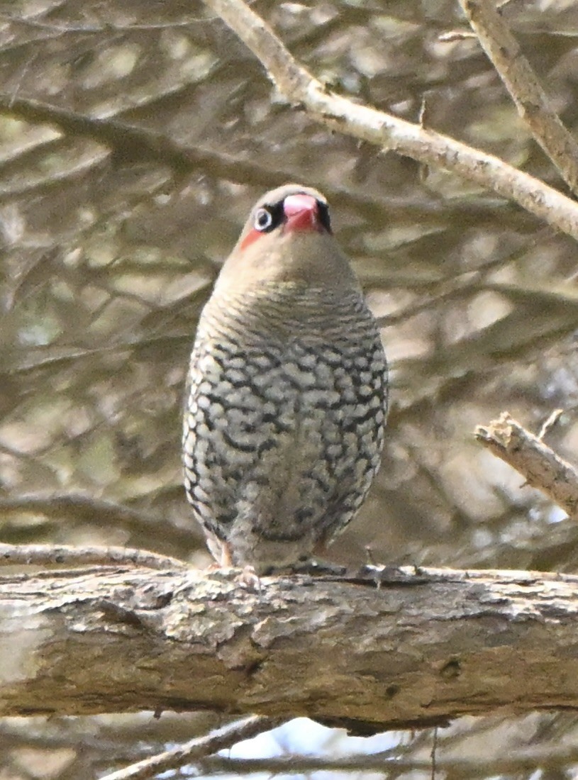 Red-eared Firetail - ML643643066