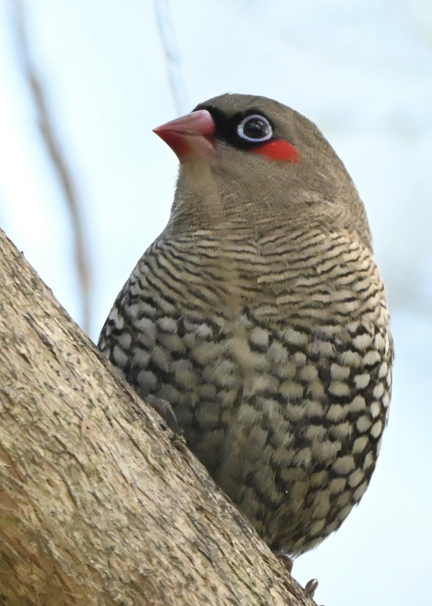 Red-eared Firetail - ML643643070