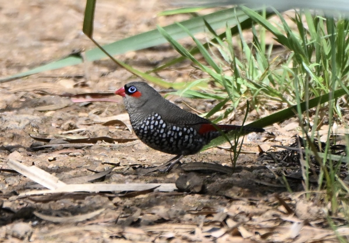 Red-eared Firetail - ML643643087