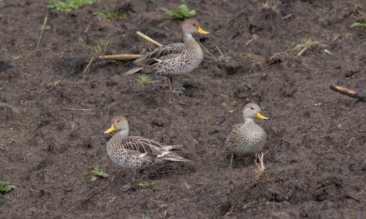 Yellow-billed Pintail - ML643643093
