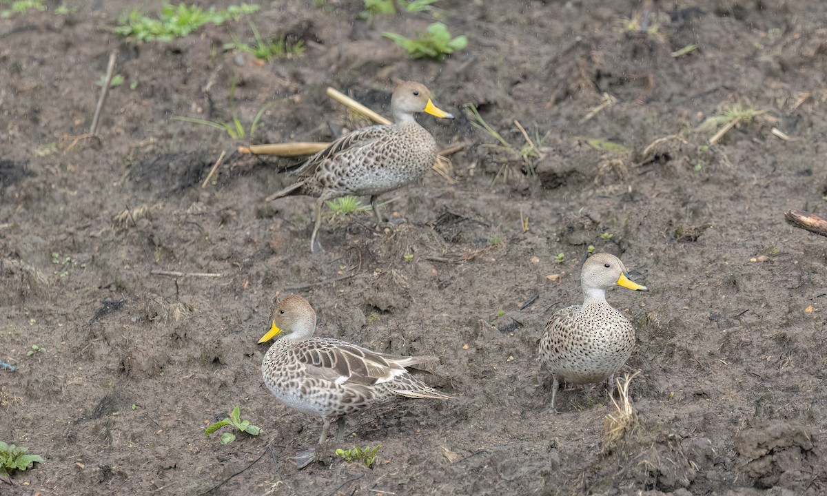 Yellow-billed Pintail - ML643643094