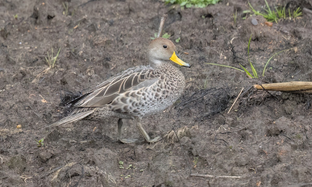 Yellow-billed Pintail - ML643643097