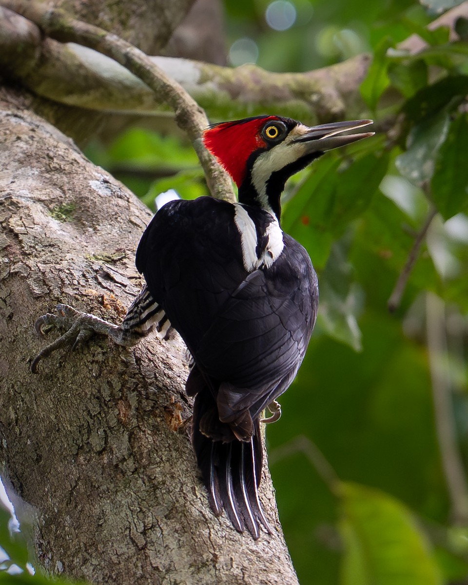 Crimson-crested Woodpecker - ML643643126