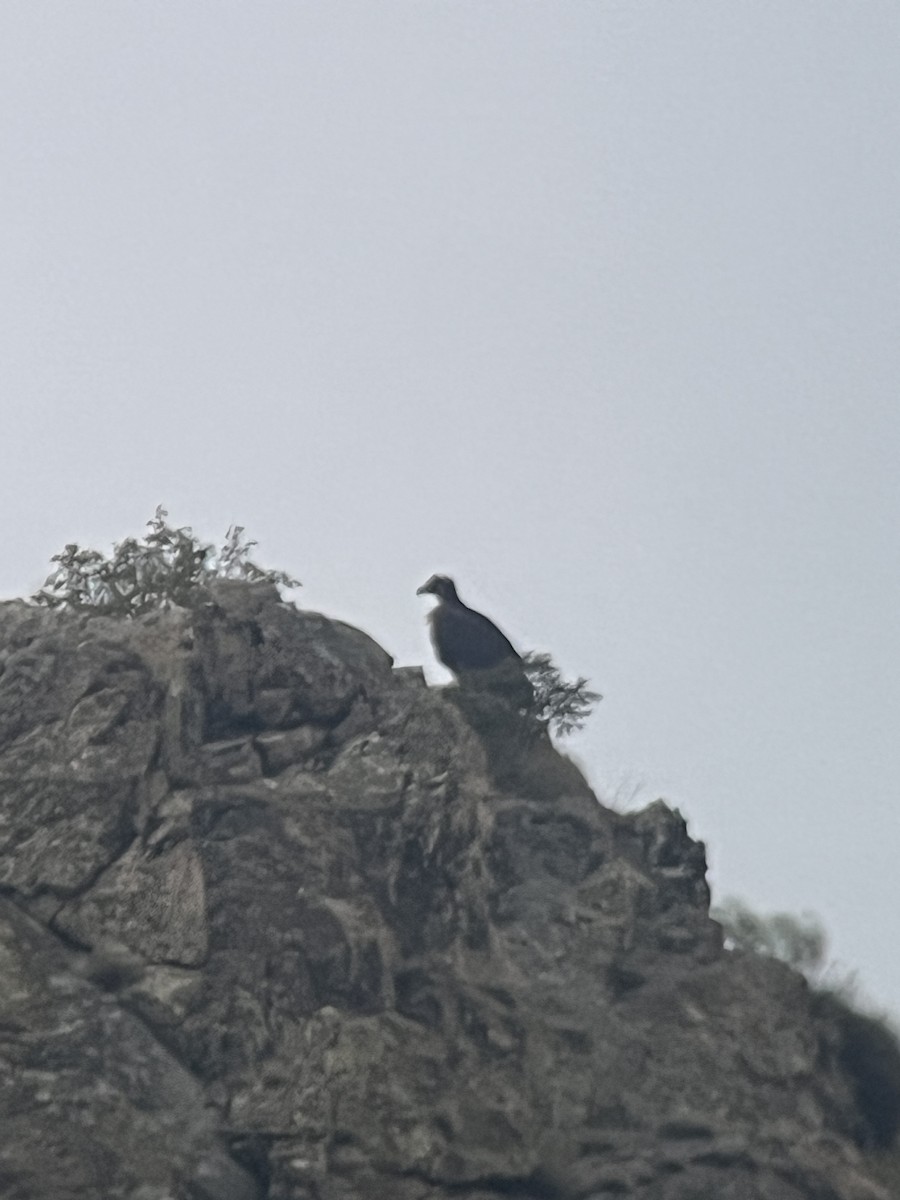 Buitre Negro - ML643643142