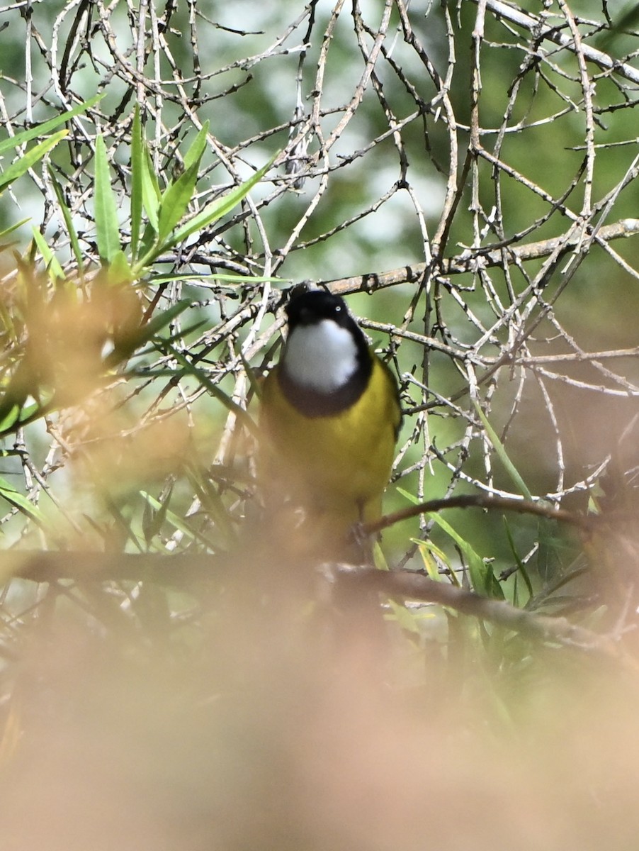 Golden Whistler (Western) - ML643643167