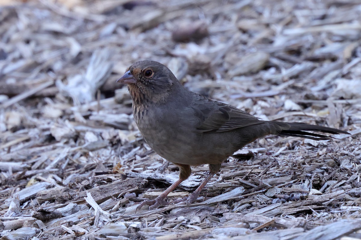 California Towhee - ML643643194