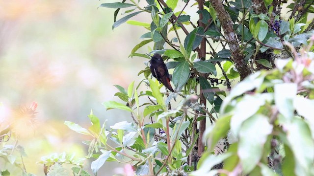 Black-hooded Sunbeam - ML643643215