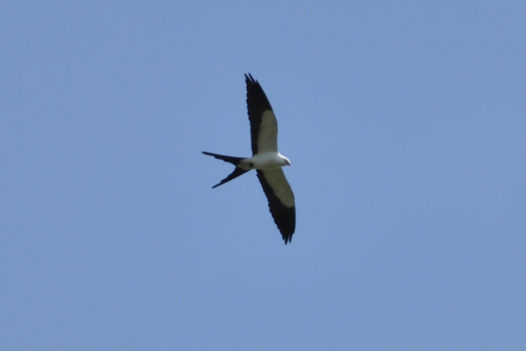 Swallow-tailed Kite - ML643643239