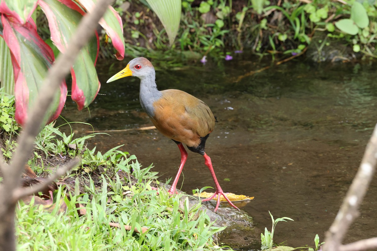 Russet-naped Wood-Rail - ML643643241