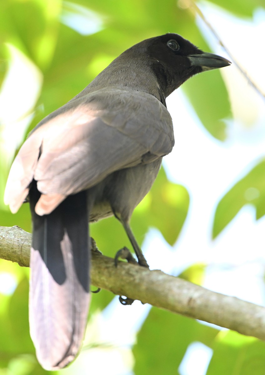 Purplish Jay - ML643643246