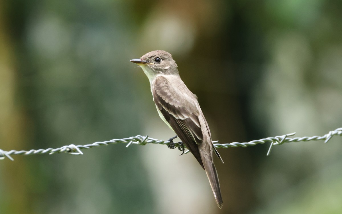 Tropical Kingbird - ML643643247