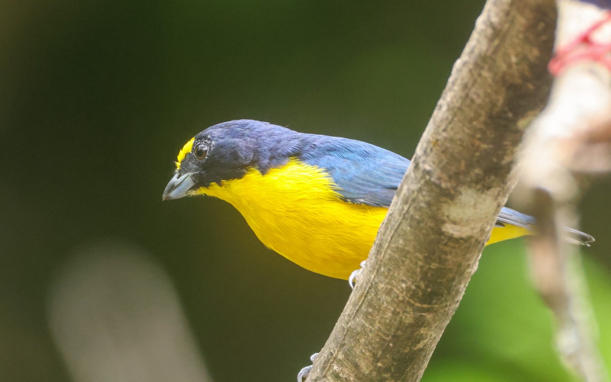 Yellow-throated Euphonia - ML643643252